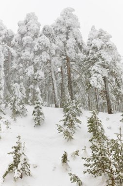 Karlı kış manzarası. Çam ormanı. Navacerrada, İspanya