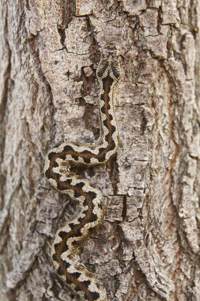 Camuflaje de serpiente. Vipera aspis detalle en una superficie del tronco —  Fotos de Stock