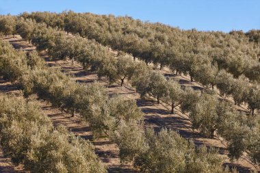Zeytin ağacı Andalusia alanlarında. İspanyol tarım peyzaj. 