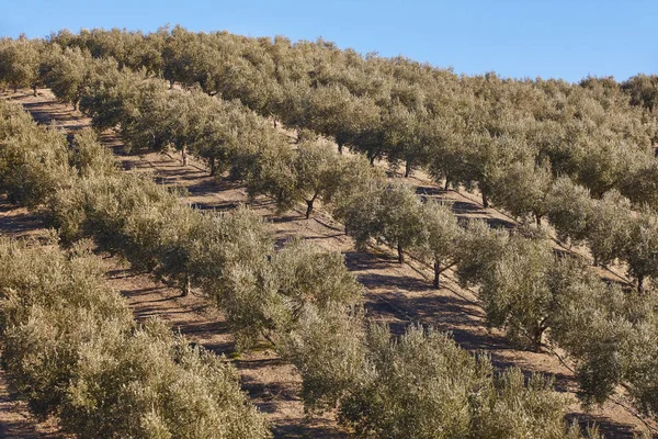 Campi di ulivi in Andalusia. Paesaggio agricolo spagnolo . — Foto Stock
