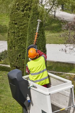 Donanımlı işçisi budama ağaca bir vinç. Bahçe
