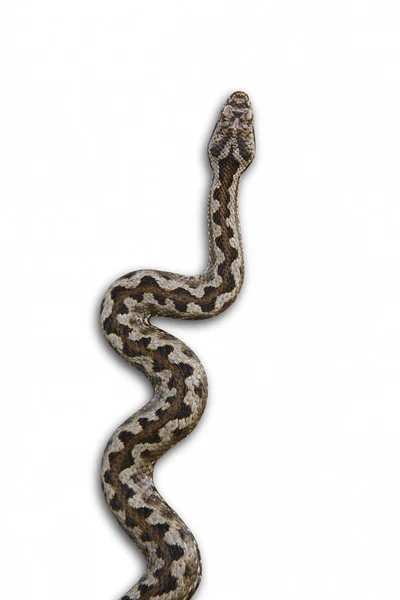 Camouflage de serpent. Vipera aspis détail isolé sur blanc — Photo