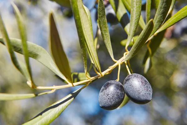 Frutto di oliva con sfondo foglie verdi. Contesto agricolo — Foto Stock
