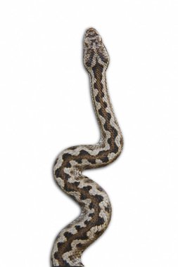 Yılan kamuflajı. Vipera aspis detay beyaz izole