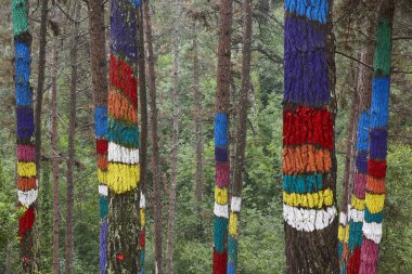 Euskadi boyalı renkli yeşil çam ormanı. Oma, İspanya
