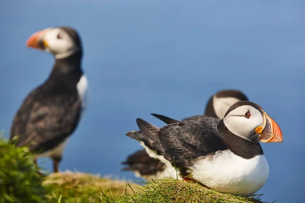 Frailecillos en los acantilados de Mykines bajo el cielo azul. Fauna de Faroe — Foto de Stock