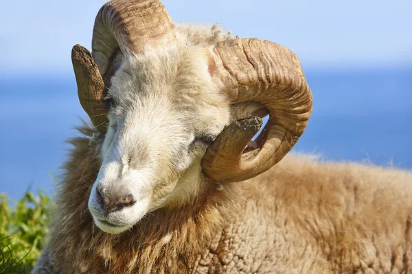 Head sheep lamb grazing under blue sky Faroe islands