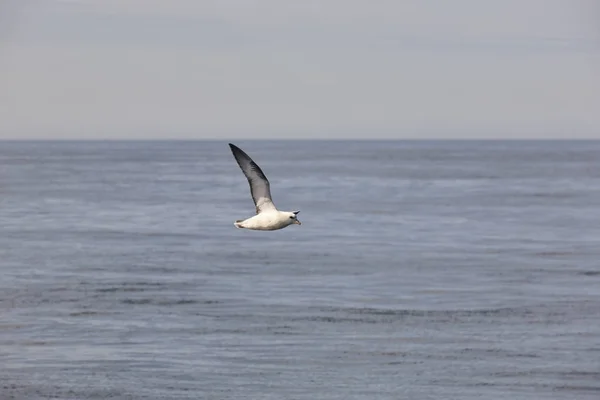 Fulmar pták letí přes Atlantský oceán. Faerské ostrovy, Denma — Stock fotografie