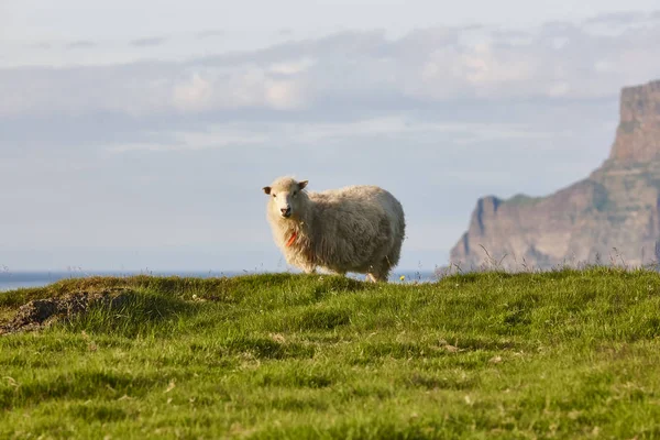 Får på Färöarna klippor. Grönt naturskönt landskap vid solnedgången — Stockfoto