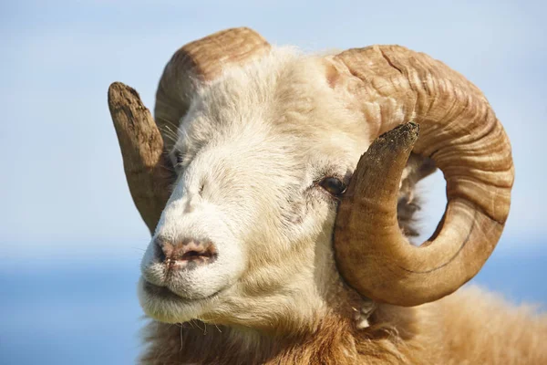 Hoofd schapen lam grazen onder de blauwe hemel Faeröer eilanden — Stockfoto