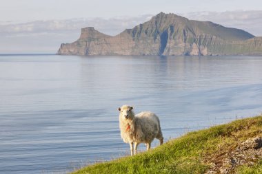 Faroe adalarıkayalıklarında koyun. Gün batımında yeşil manzara