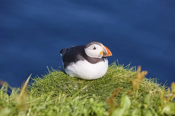 Puffins em falésias de Mykines e oceano atlântico. Pássaros Faroé — Fotografia de Stock