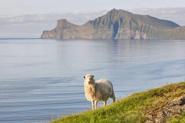 Sheep on Faroe islands cliffs. Green scenic landscape at sunset Royalty Free Stock Images