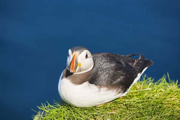 Puffin on Mykines cliffs and atlantic ocean. Faroe birdlife — Stock Photo, Image