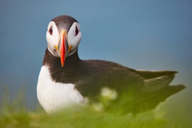 Mykines kayalıklarında ve Atlantik Okyanusu'nda puffin. Faroe kuş hayatı