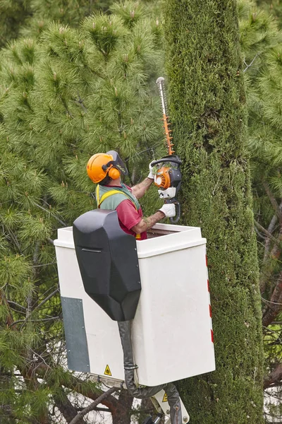 Operaio attrezzato che potava un albero su una gru. Giardinaggio — Foto Stock