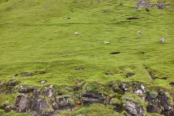 Zielony krajobraz Wysp Owczych z owce wypasu — Zdjęcie stockowe