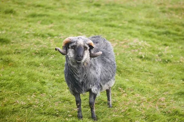 Kırsal kesimde kuzu otlayan koyun. Faroe adaları doğa — Stok fotoğraf