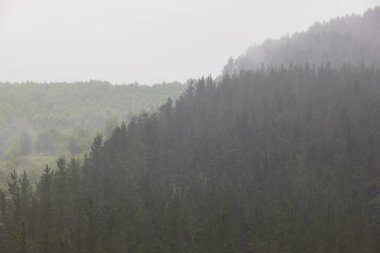 Sisli bir günde çam ormanı ormanı. Puslu manzara