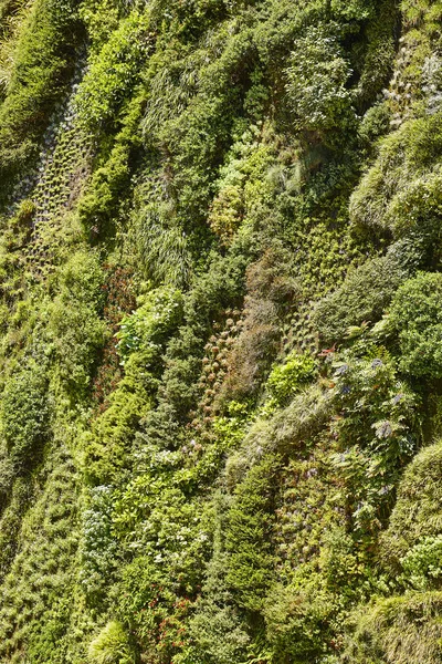 Pionowy odkryty zielony ogród na ścianie budynku. Ogrodnictwo — Zdjęcie stockowe