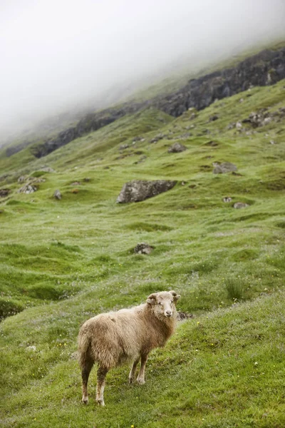 Faroe adalarıkayalıklarında koyun. Yeşil manzara manzara sisli gün — Stok fotoğraf