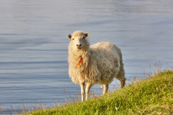 Ovce pasoucí se na útesech Faerských ostrovů. Zelená krajina při západu slunce — Stock fotografie