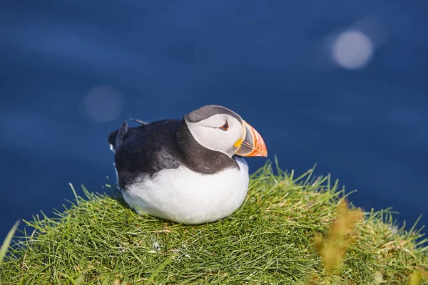 Puffin na útesech Mykines a Atlantickém oceánu. Faerské ptačí životy — Stock fotografie