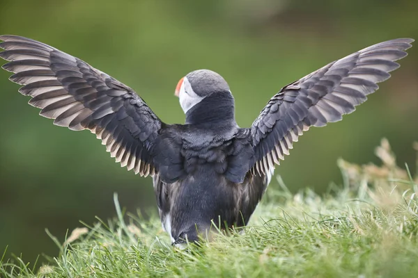 Martı, Mykines kayalıklarında kanat çırpıyor. Faroe kuş yaşamı — Stok fotoğraf