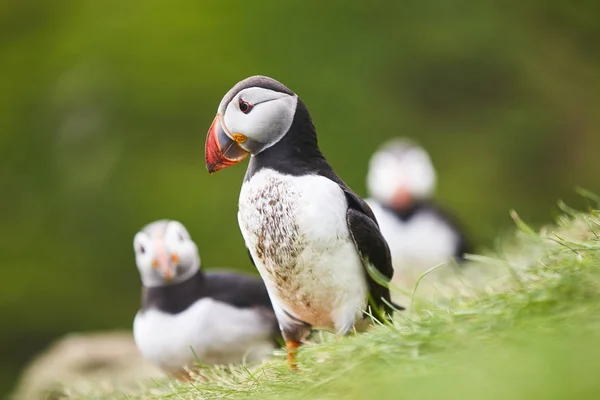 Puffinok a Mykines sziklákon, zöld háttérrel. Feröer-szigeteki madárvilág — Stock Fotó