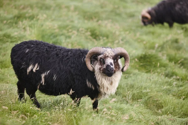 Pecora nera al pascolo nella campagna delle isole Faroe. Animali da fattoria — Foto Stock