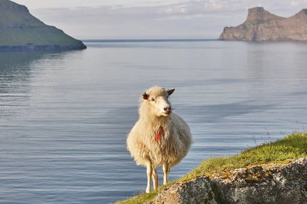 Вівці на Фарерських островах скелі. Зелений мальовничий пейзаж на заході сонця — стокове фото
