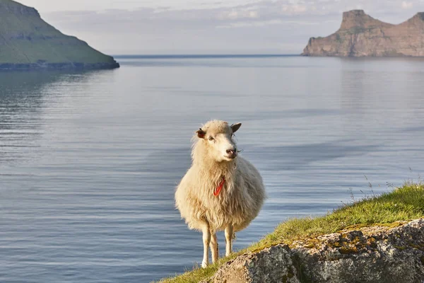 Får på Färöarna klippor. Grönt naturskönt landskap vid solnedgången — Stockfoto