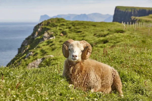 Sheep lamb grazing on the Faroe islands green meadows — Stock Photo, Image