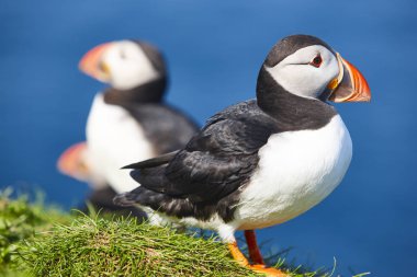 Mykines kayalıklarında ve Atlantik Okyanusu'nda puffins. Faroe kuş hayatı