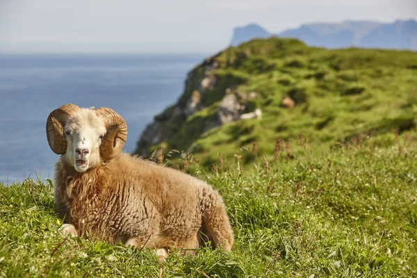 Schapen weiden op de Faeröer eilanden groene weiden — Stockfoto