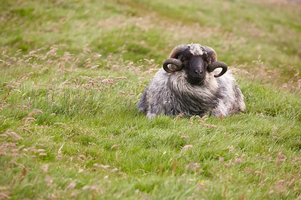 Πρόβατα Που Βόσκουν Στην Ύπαιθρο Των Νήσων Φερόε Δανία — Φωτογραφία Αρχείου