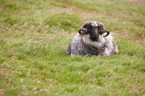 Faroe Adalarının Kırsalında Koyun Otlatıyor Danimarka — Stok fotoğraf