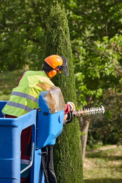 Gardener Pruning Cypress Tree Chainsaw Crane — Stock Photo, Image