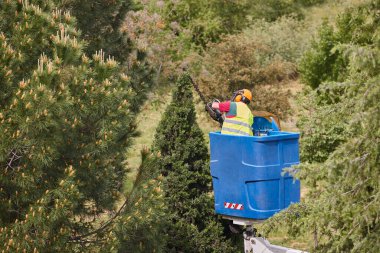 Bahçıvan, vinçte testere ile selvi ağacını buduyor.