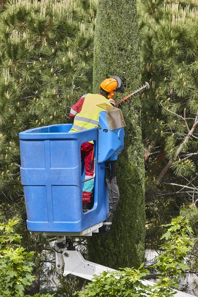 Gardener Pruning Cypress Tree Chainsaw Crane — Stock Photo, Image