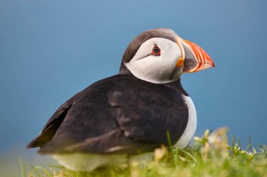 Mykines kayalıklarında ve Atlantik okyanusunda martı. Faroe Adaları kuş yaşamı
