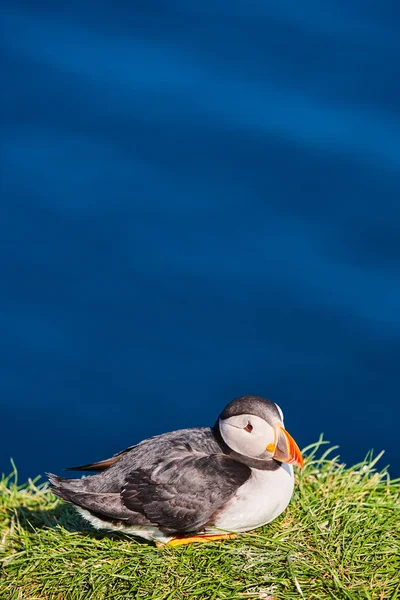 Puffin on Mykines cliffs and atlantic ocean. Faroe islands birdlife