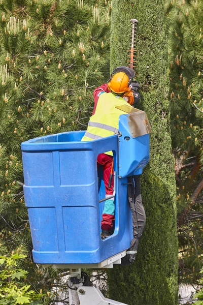 Gärtner Schneidet Eine Zypresse Einem Kran Saisonale Baumpflege — Stockfoto