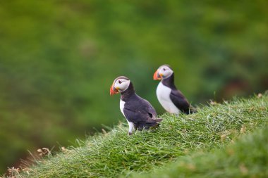 Mykines kayalıklarında ve Atlantik okyanusunda martılar. Faroe Adaları kuş yaşamı