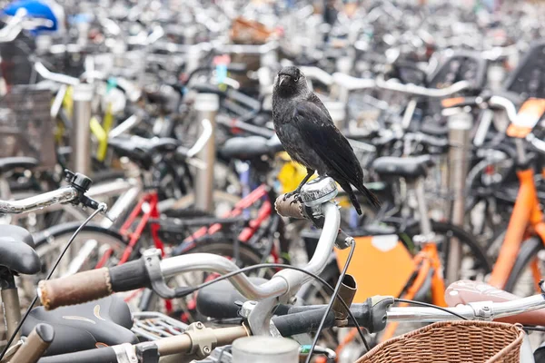 Vogelleben Der Stadt Natur Urbane Umgebung Byke Parkplatz — Stockfoto