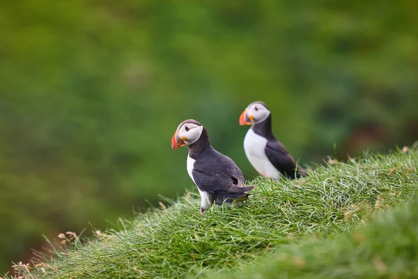 Puffins on Mykines cliffs and atlantic ocean. Faroe islands birdlife