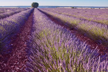 Yazın lavanta tarlaları. Guadalajara, İspanya. Tarım
