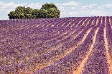 Yazın lavanta tarlaları. Guadalajara, İspanya. Tarım