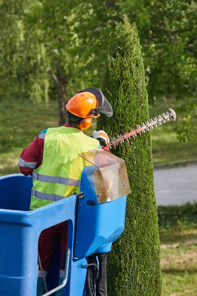 Gardener Pruning Cypress Tree Chainsaw Crane — Stock Photo, Image