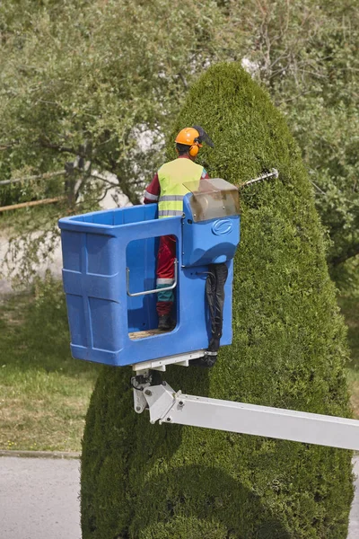 Bahçıvan vinçte selvi buduyor. Mevsimlik ağaç bakımı